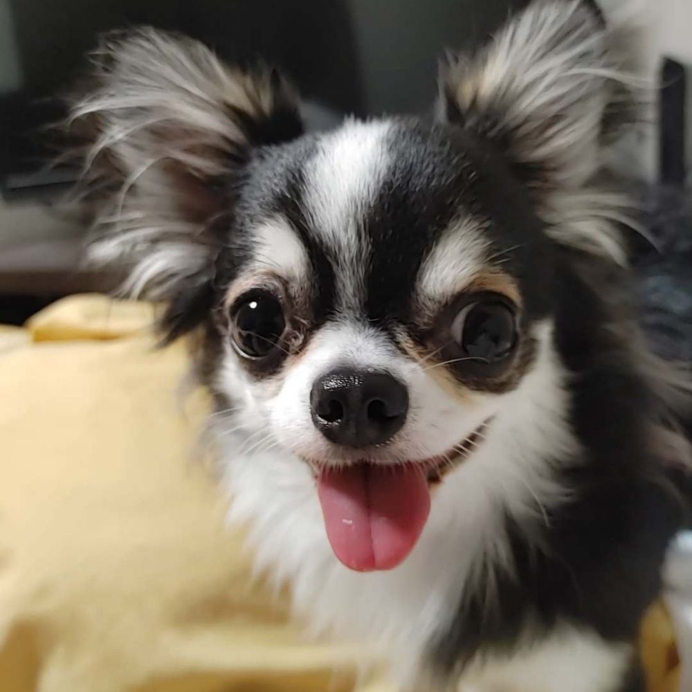けんたす