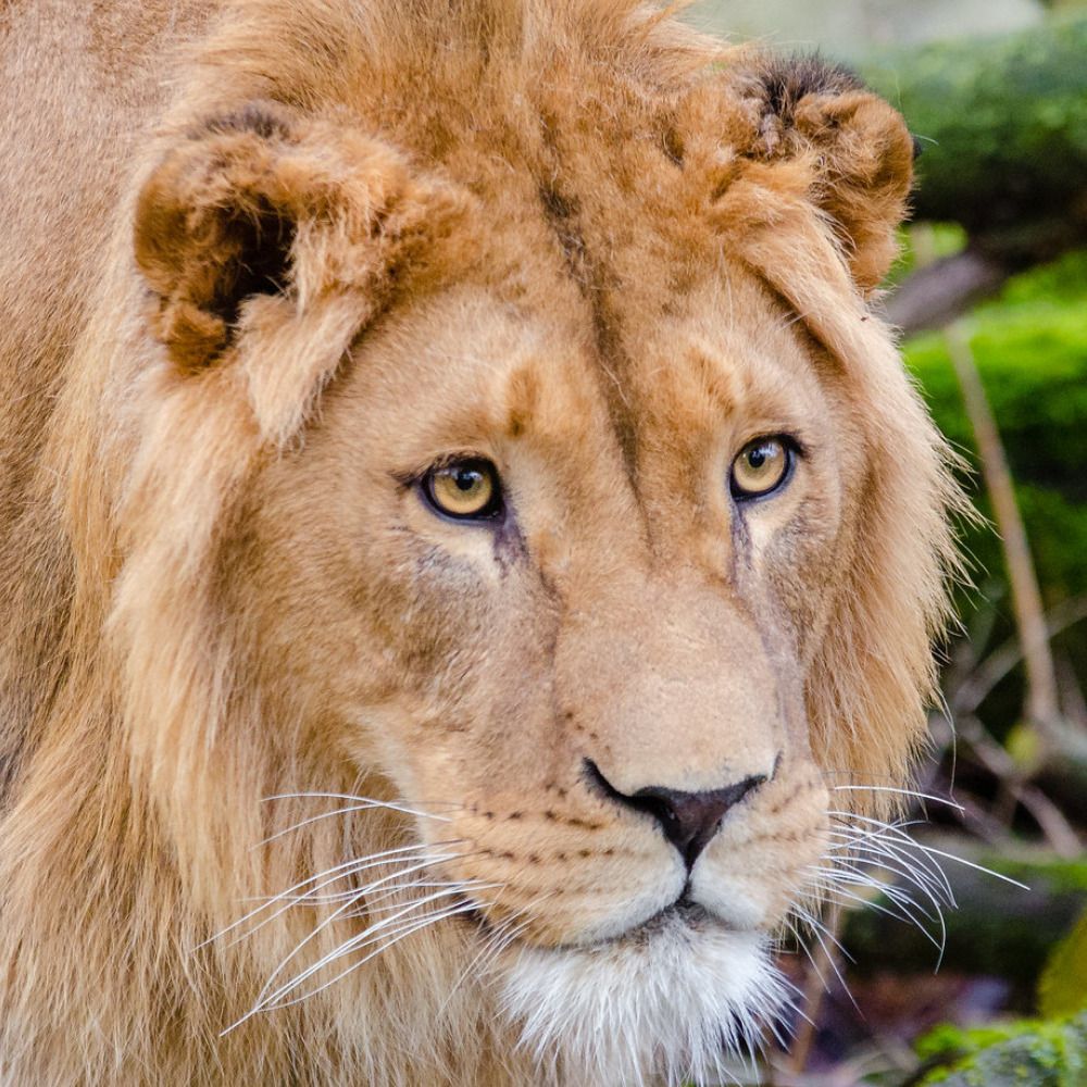 Hourly Lion 🦁🤖