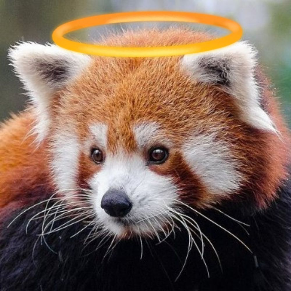 RedPanda