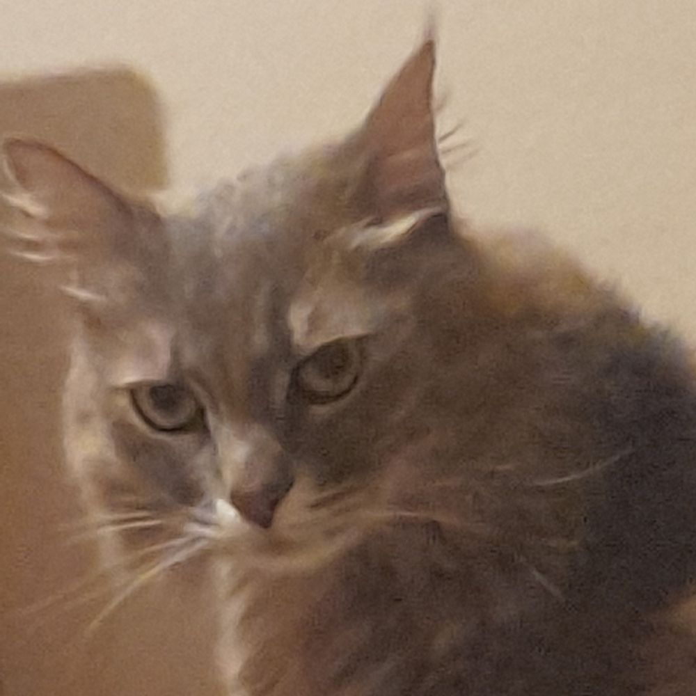 Lyra