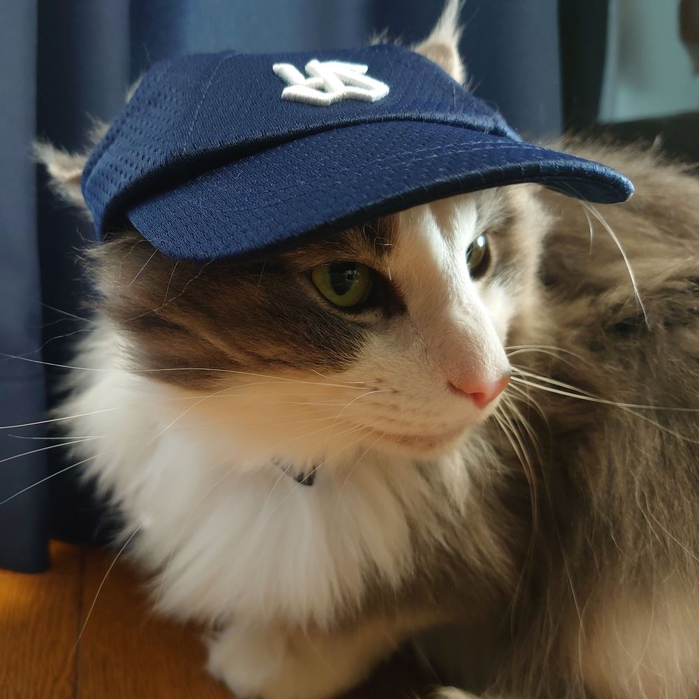 猫村みゃー🩵💛