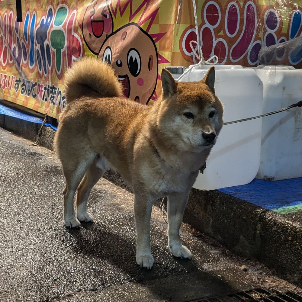 四方犬
