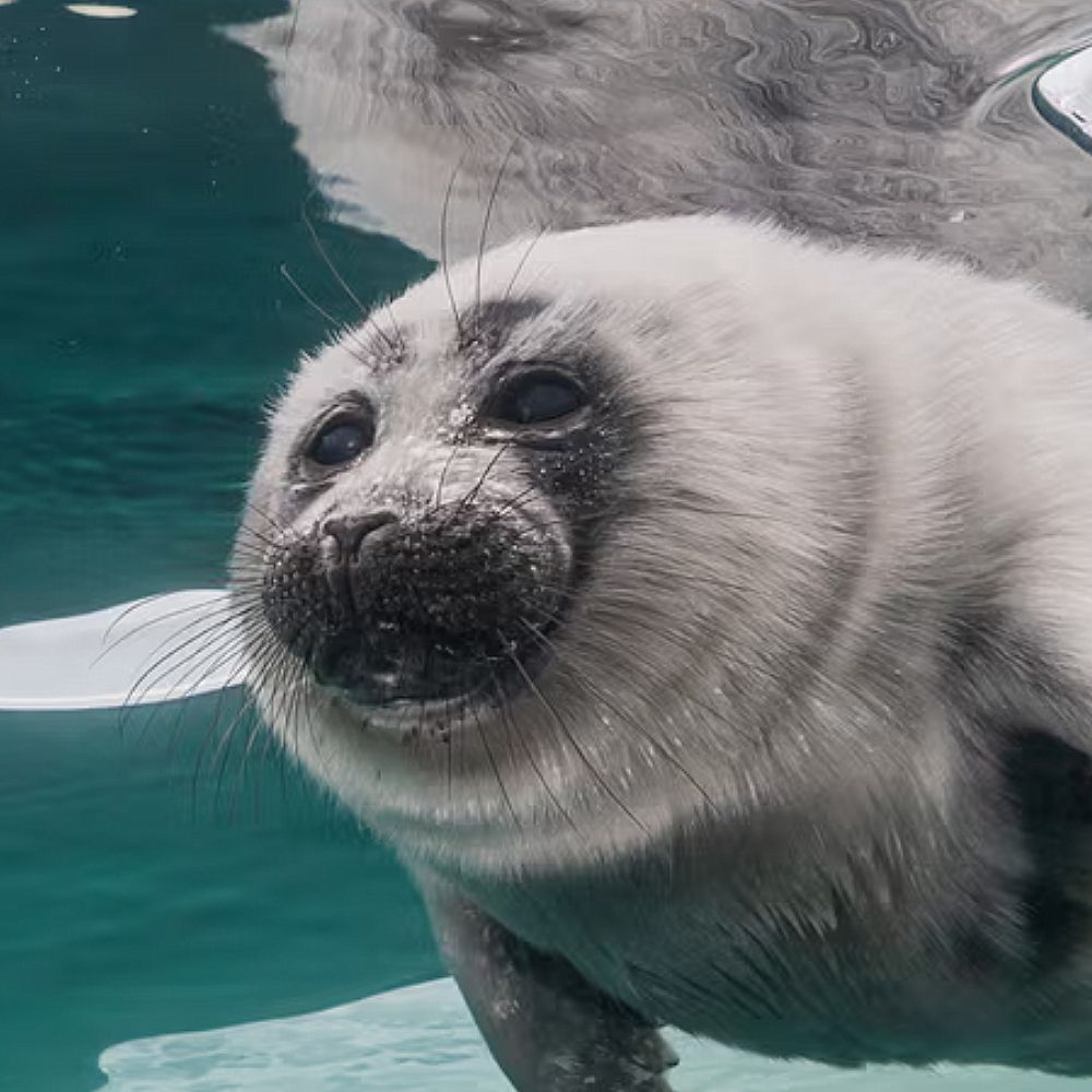 LuvSeals