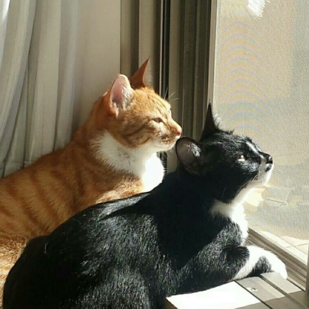 さくら