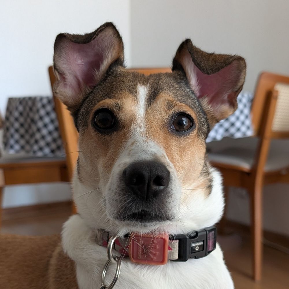 Elói