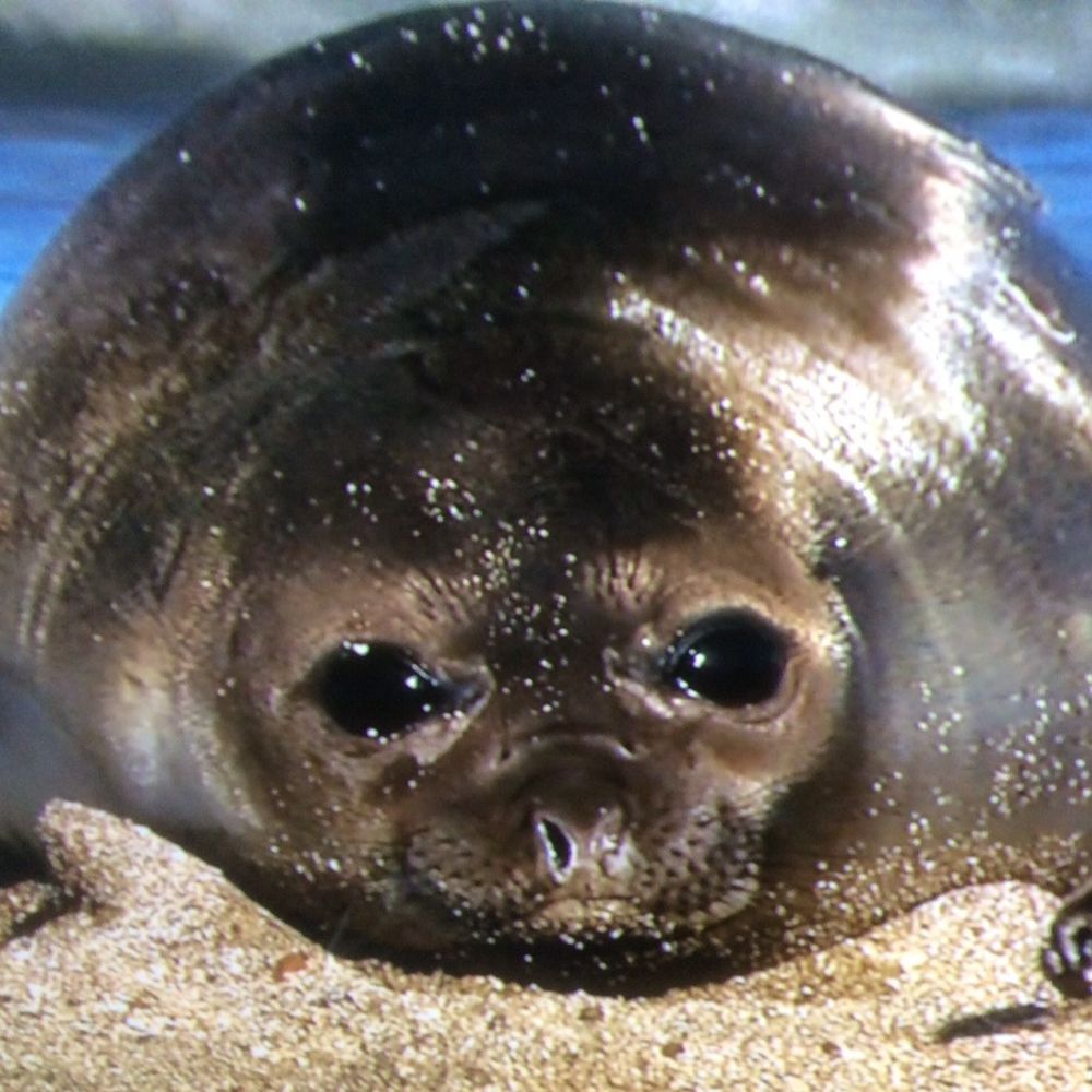 （すし・ω・）