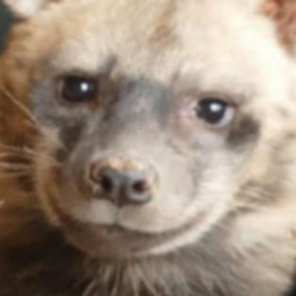Sat🐺