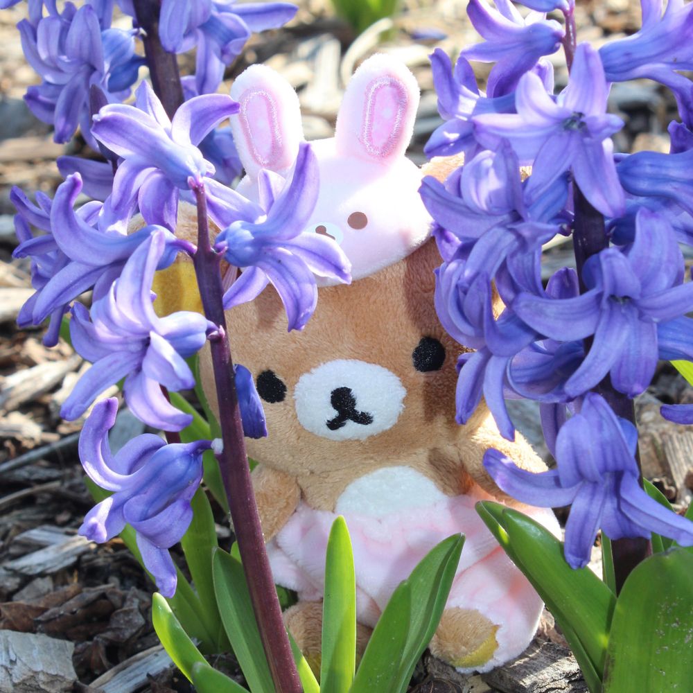 bloom_ej