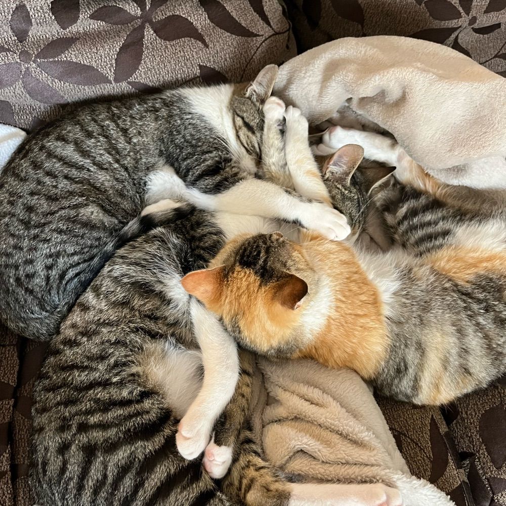 The 3 cats