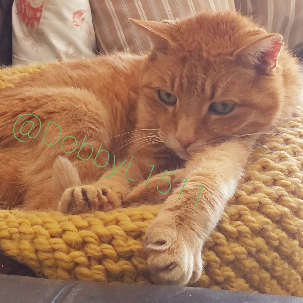 🐈Dobby🐾 & 👱‍♀️Mom/Vrouwmens Sanne💜🦋🦋💜