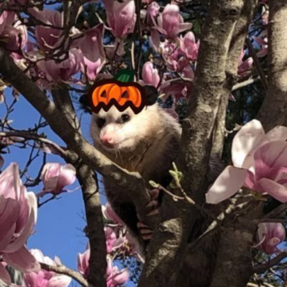 Cherry Blossom Pumpkin Possum