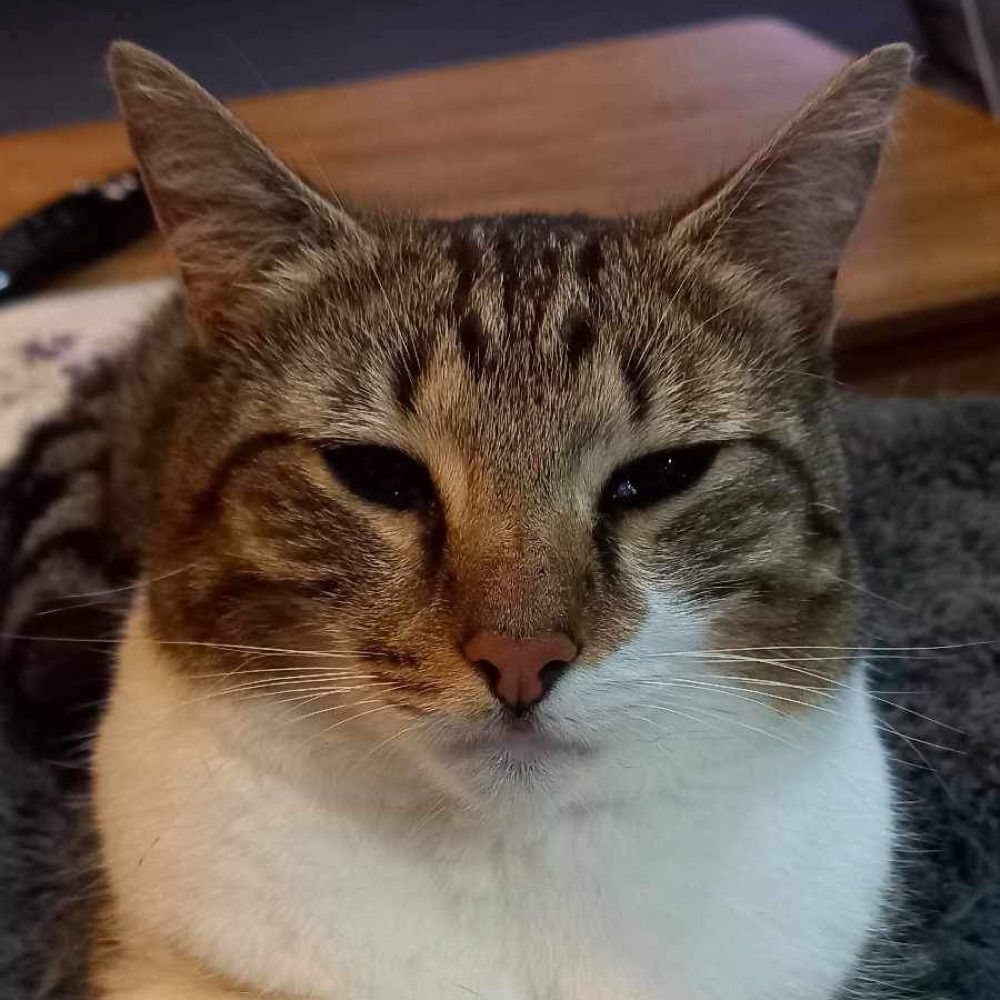 Daniel
