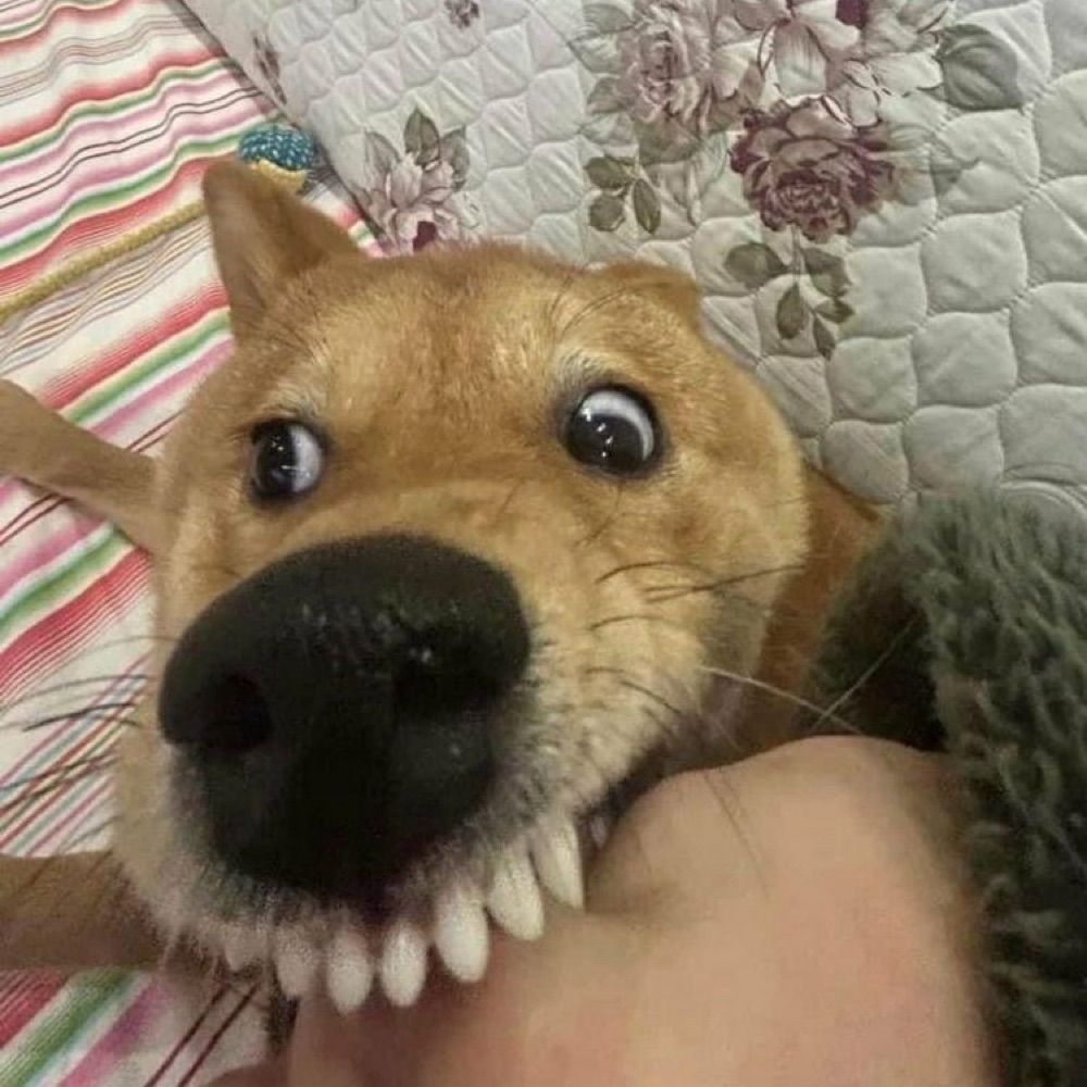 鹿卡