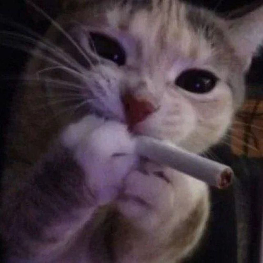 smoking cat🐈‍⬛