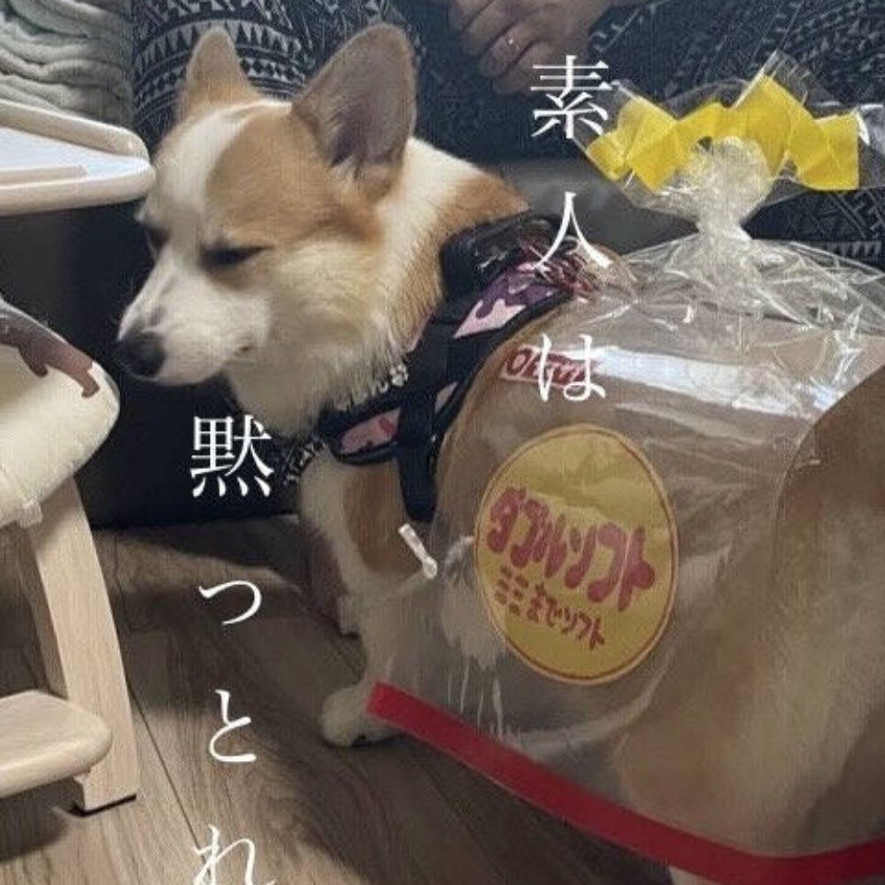转生之我在蓝蝶画煌图——前雨