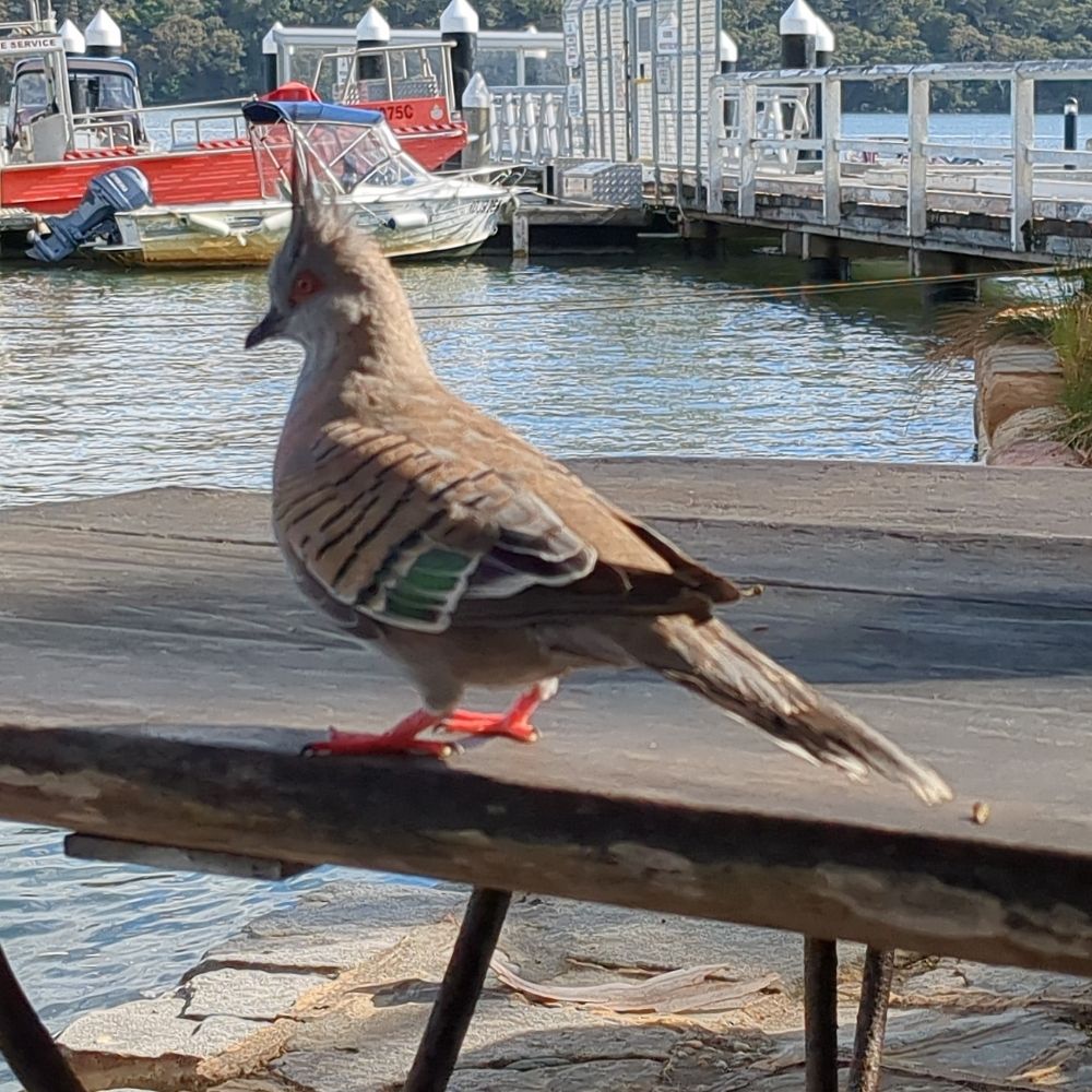 A Peter, on the block.