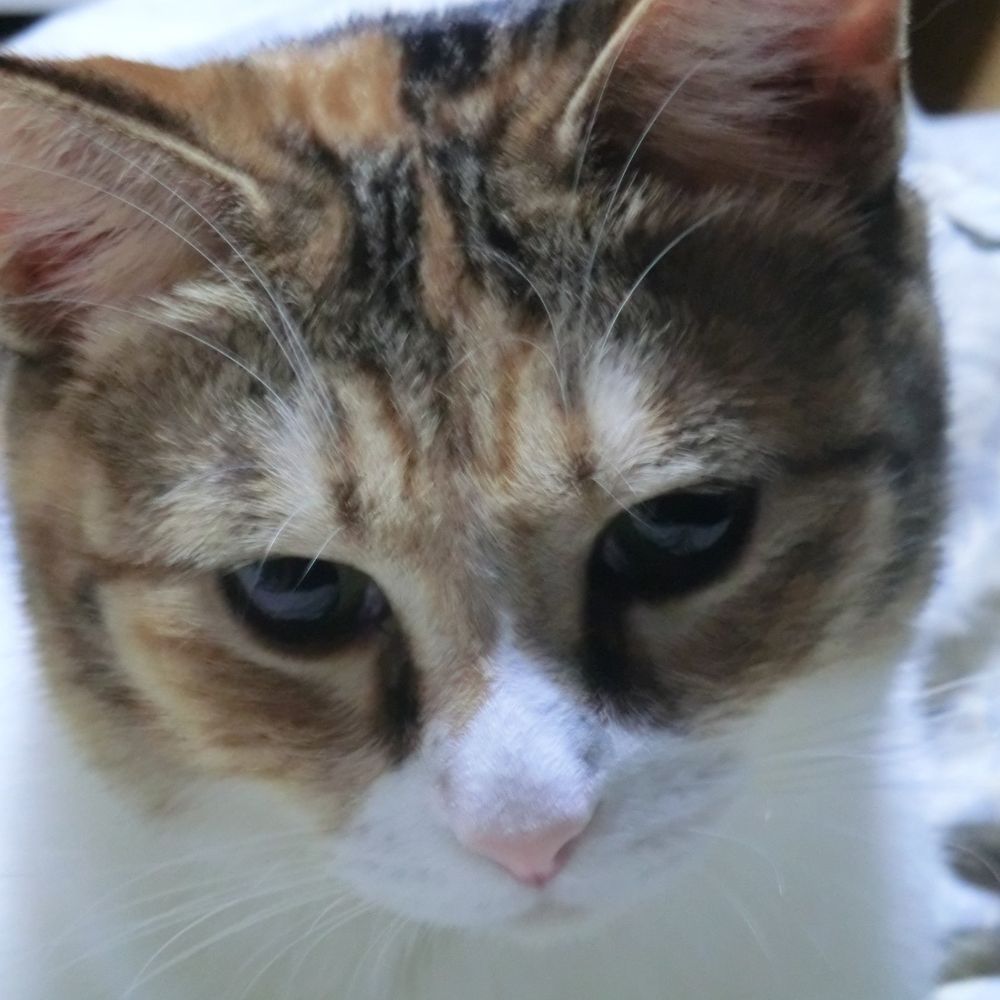 ねこねこ