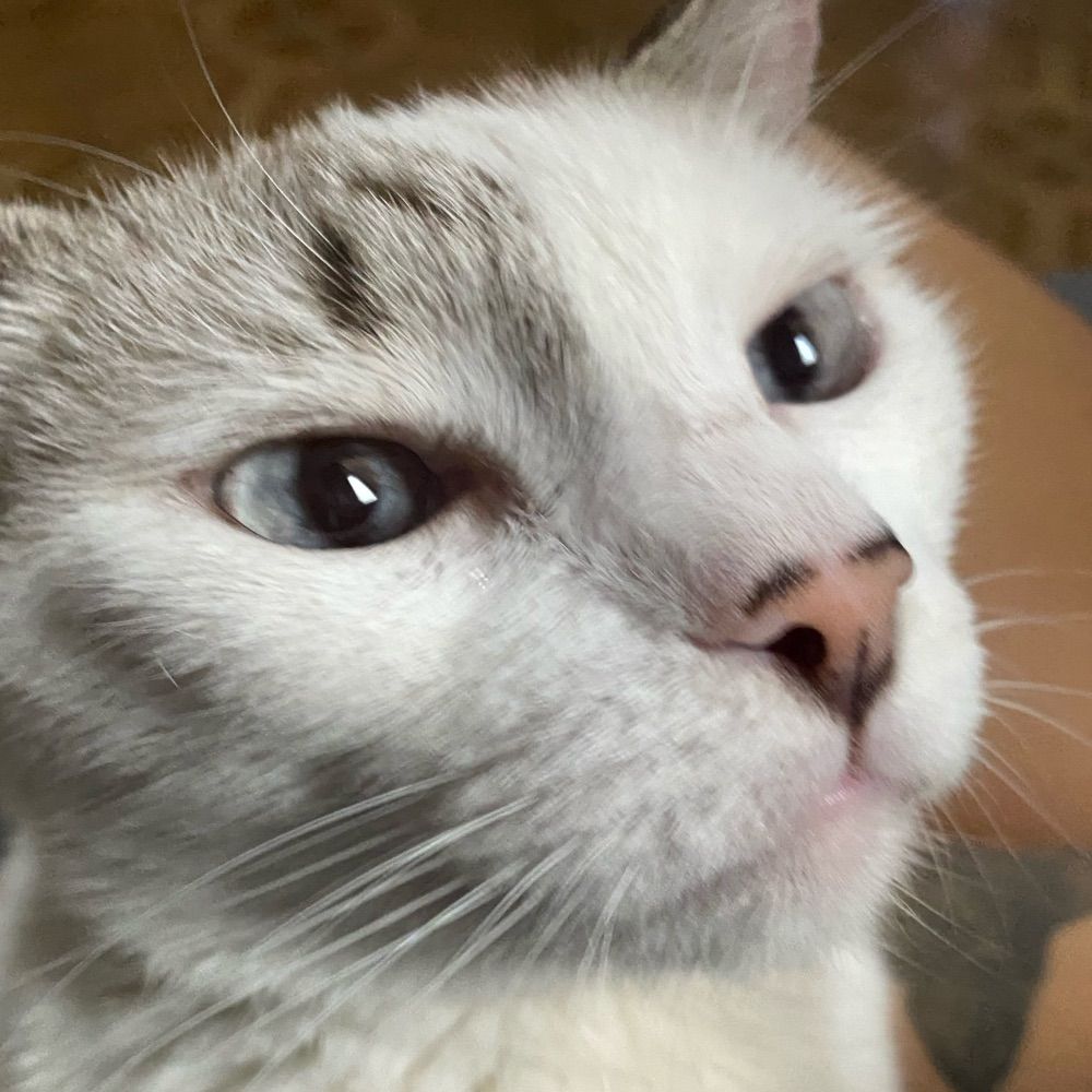 hayyy