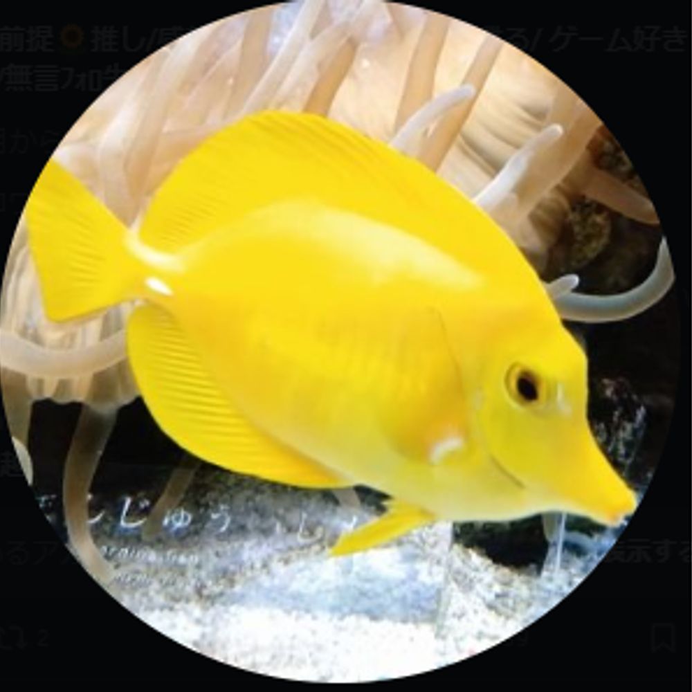 ぴららく