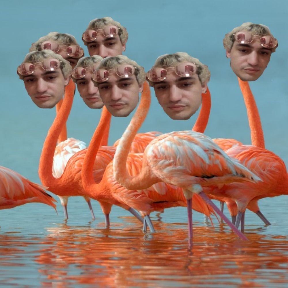 wlamingos