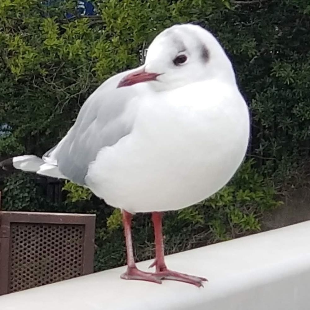 ひげの太郎🐦