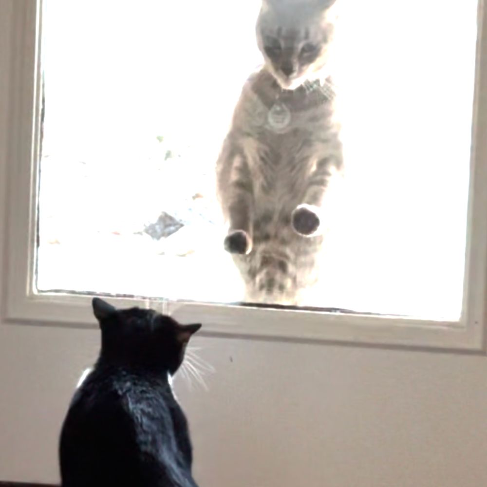2ManyCats