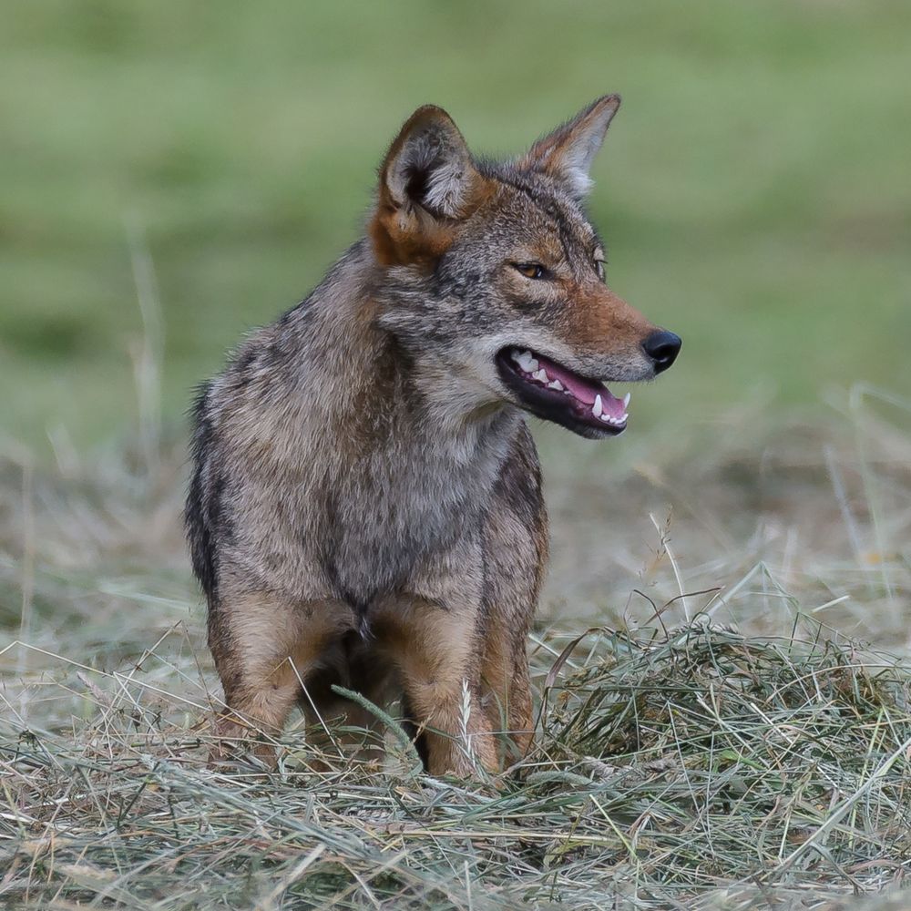 JHCWildlifePLus