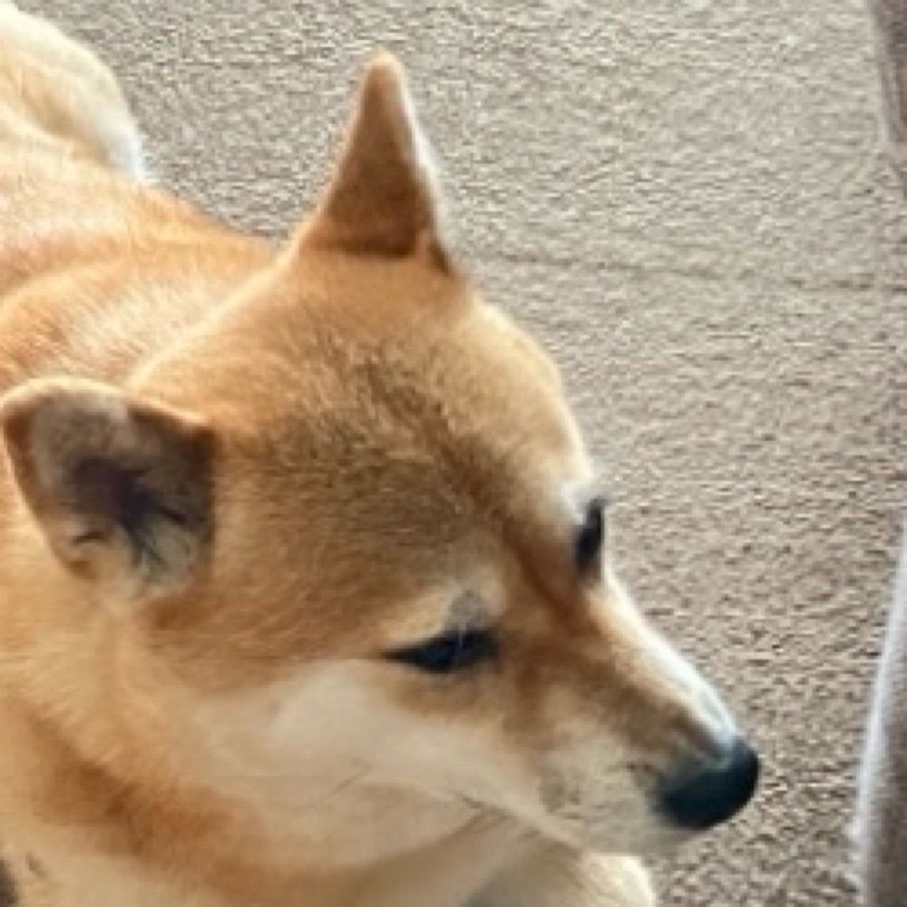 のこつ
