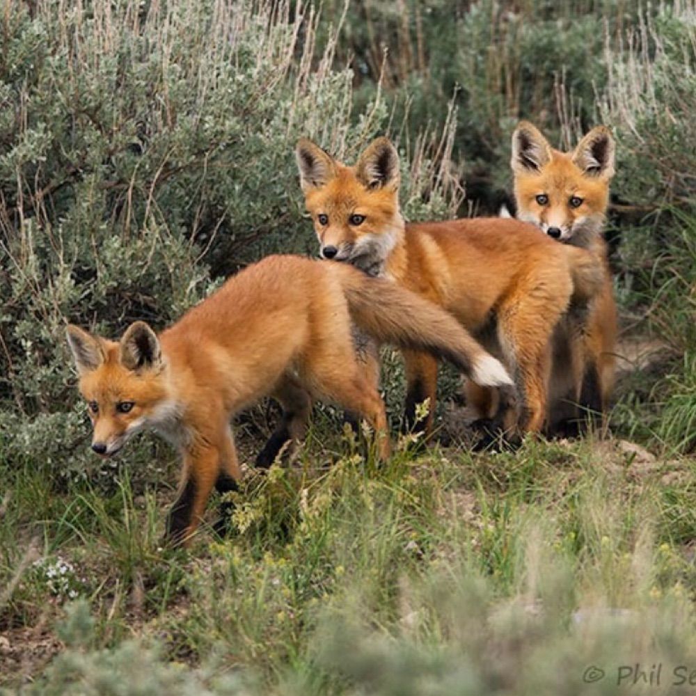 Fox Den Resistance