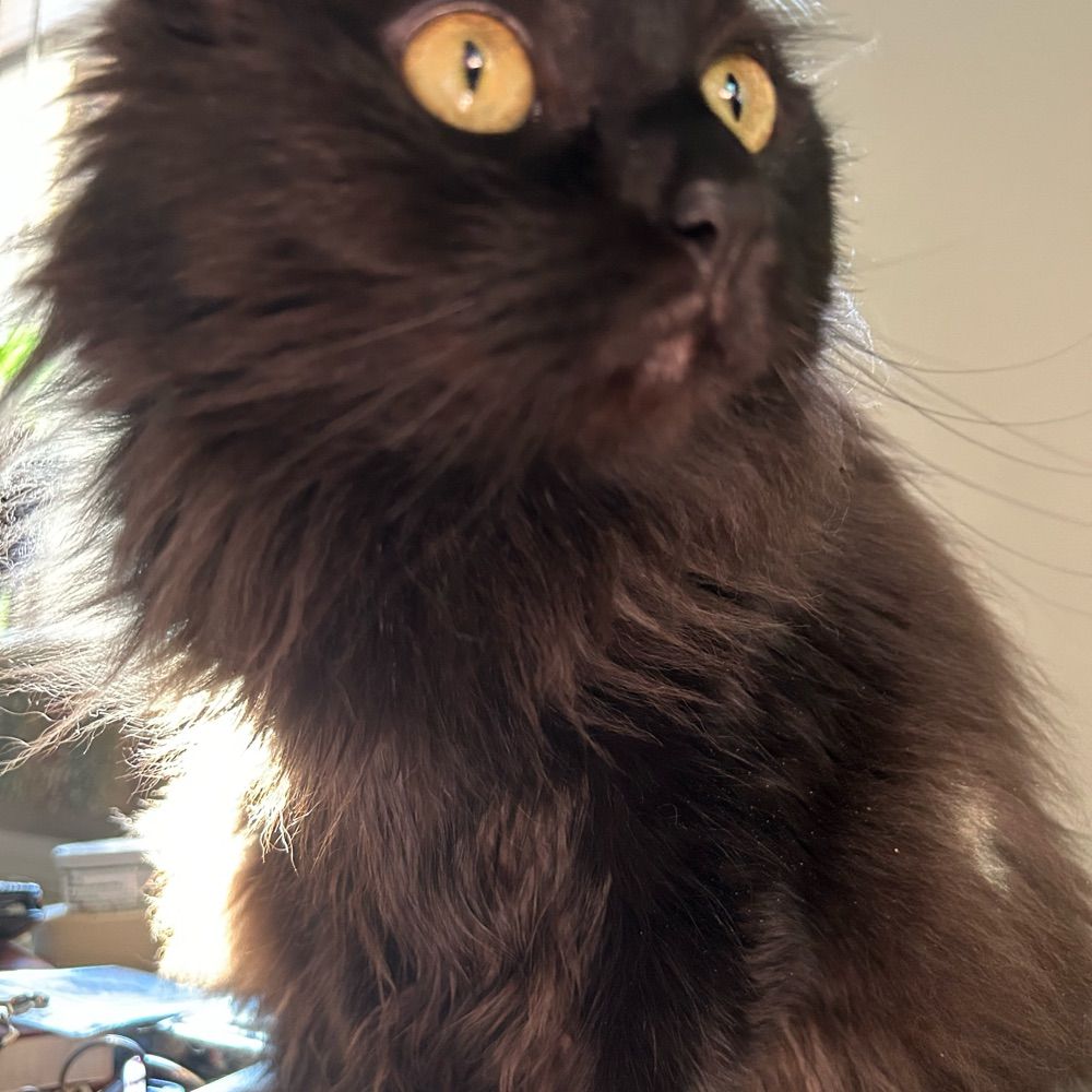 Proto Cryptid