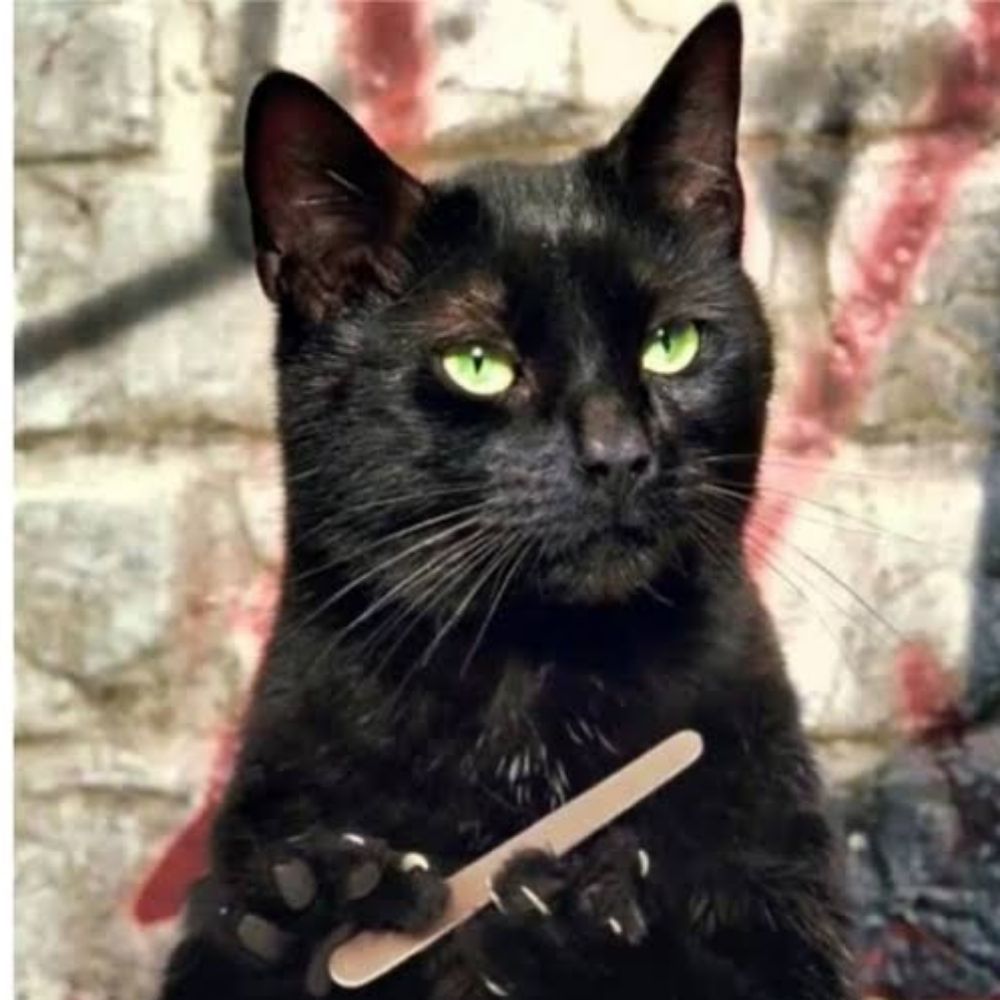 Salem, o Analista financeiro da americanas