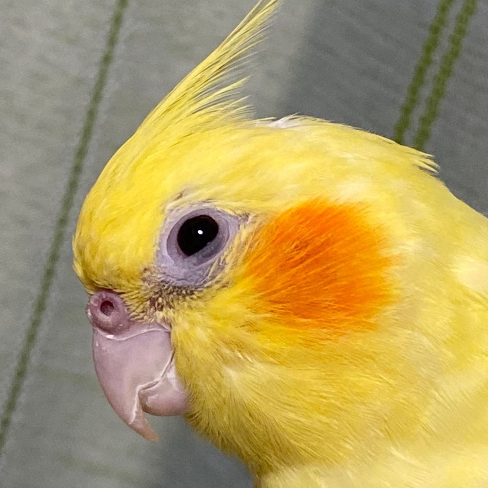 家本