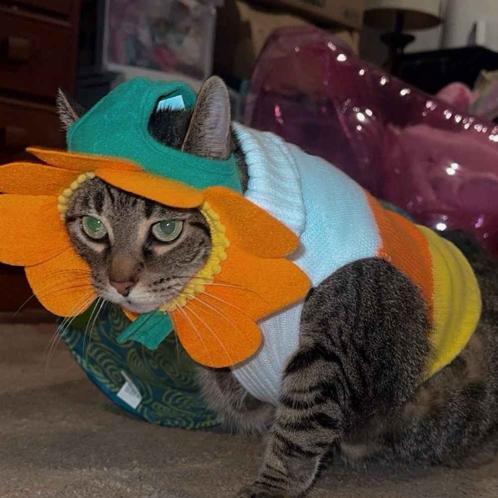 Mikki