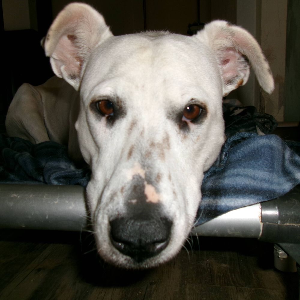 Puppy Dog Ranch Rescue & Sanctuary for Blind,Deaf& Special Needs
