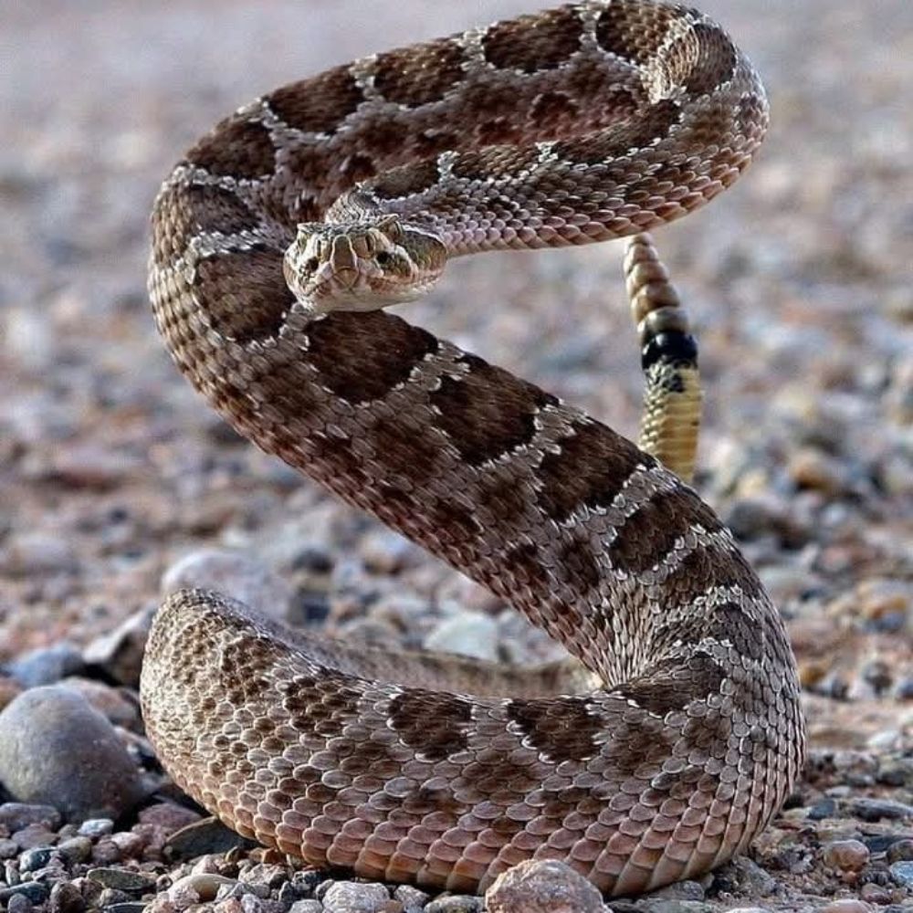 سمير