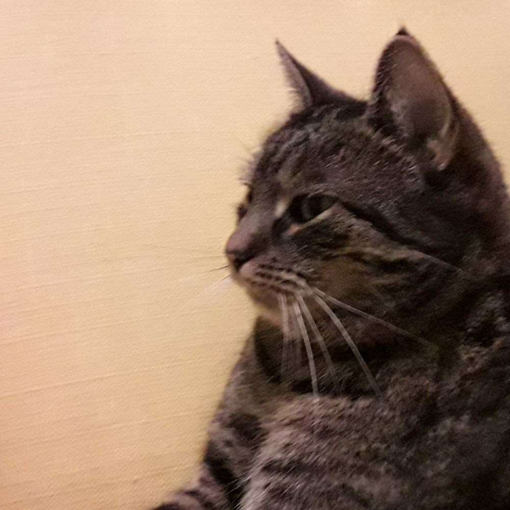 Sáva