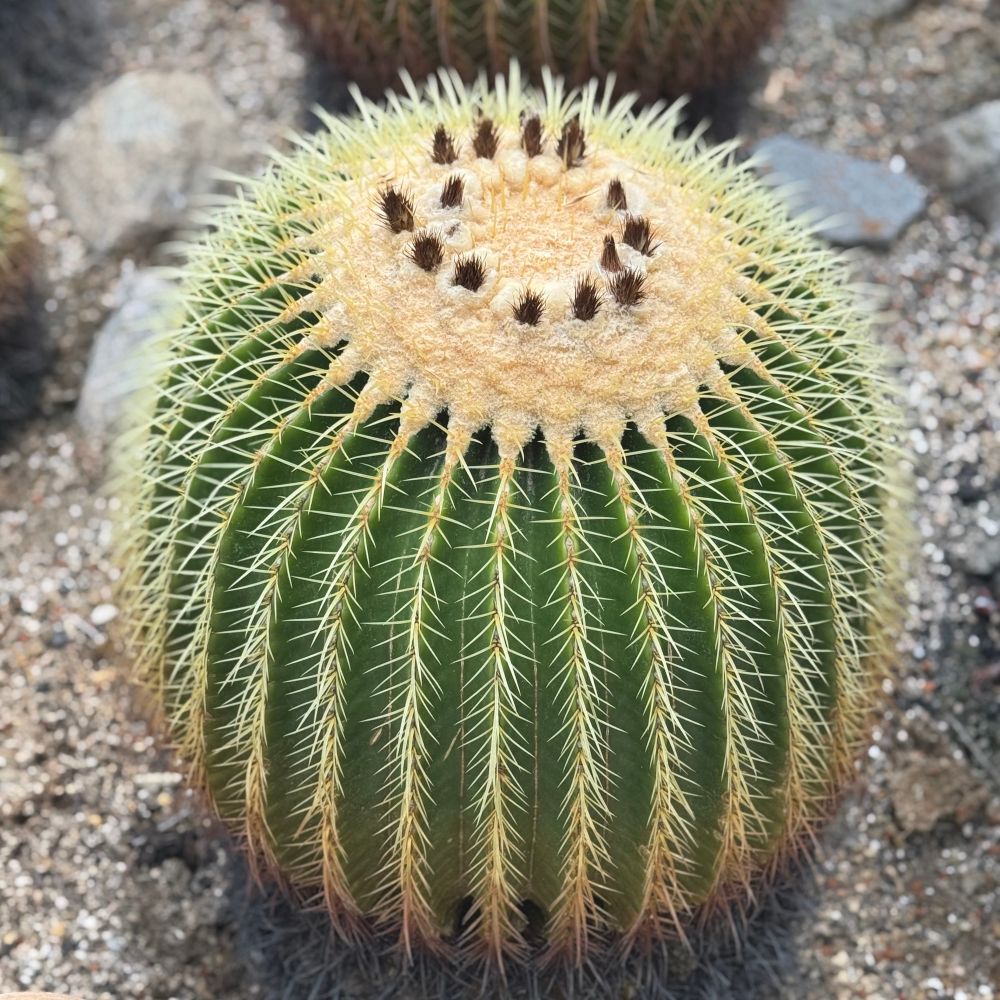 ちよ