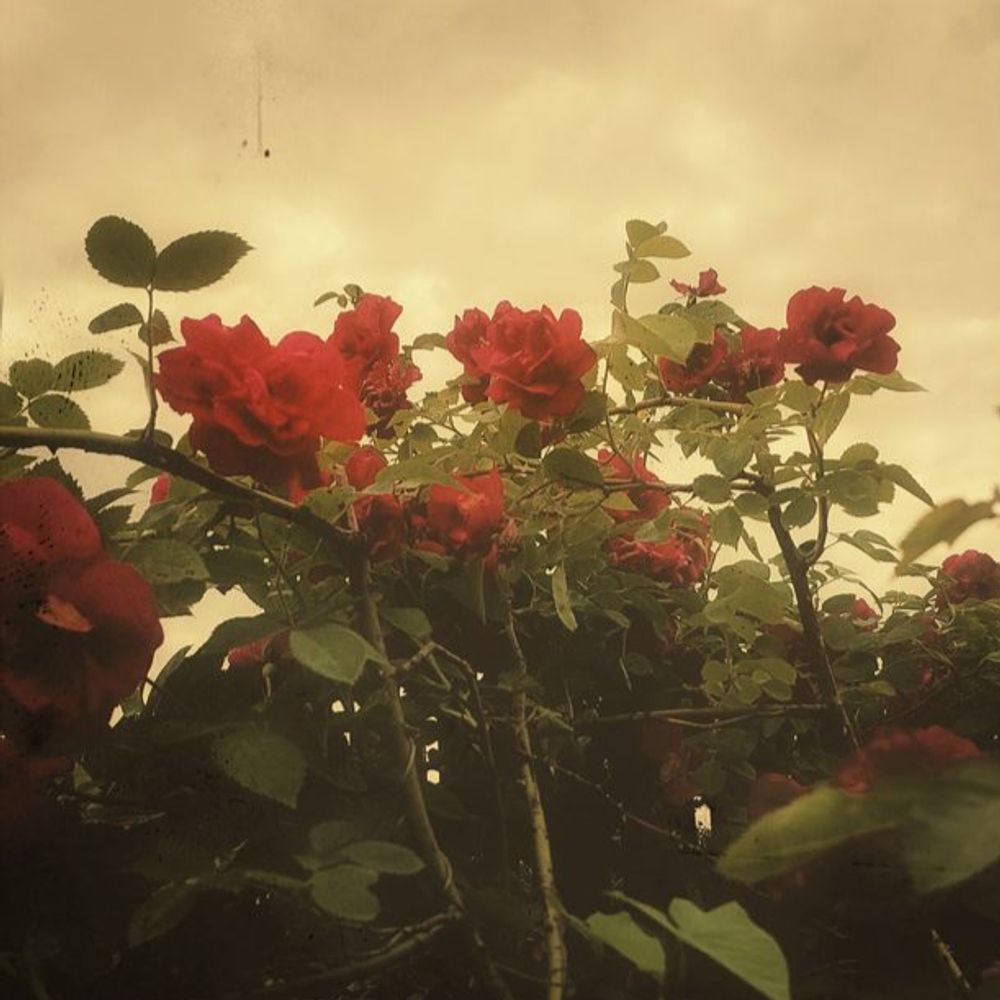 sillyleafplant.bsky.social