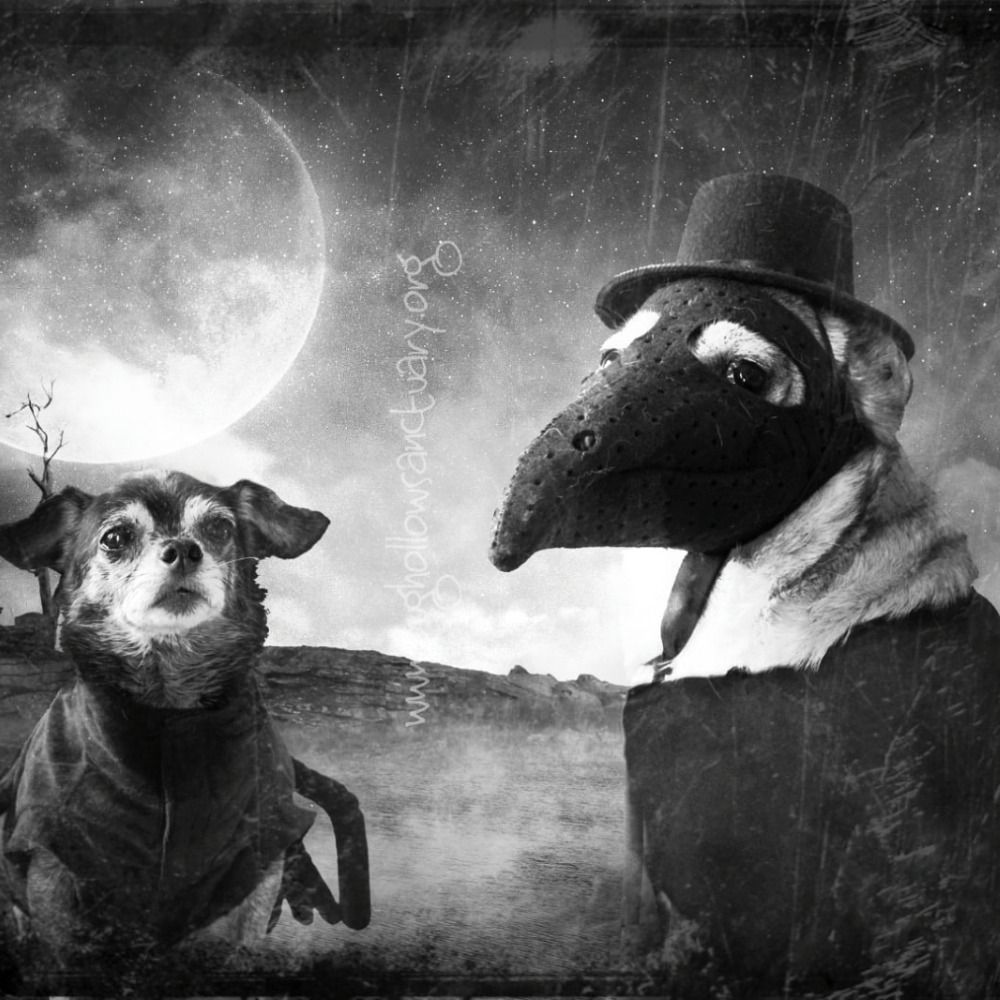 Pug Hollow Sanctuary