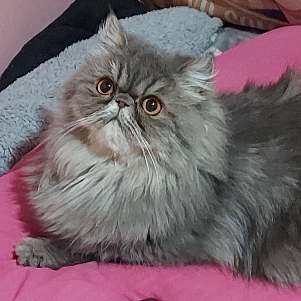 Lali