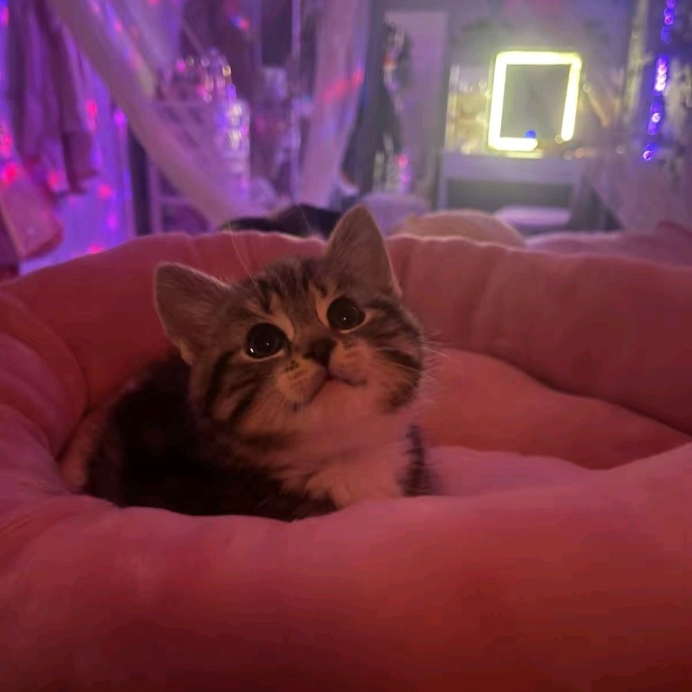 ♡☆Rivkah☆♡
