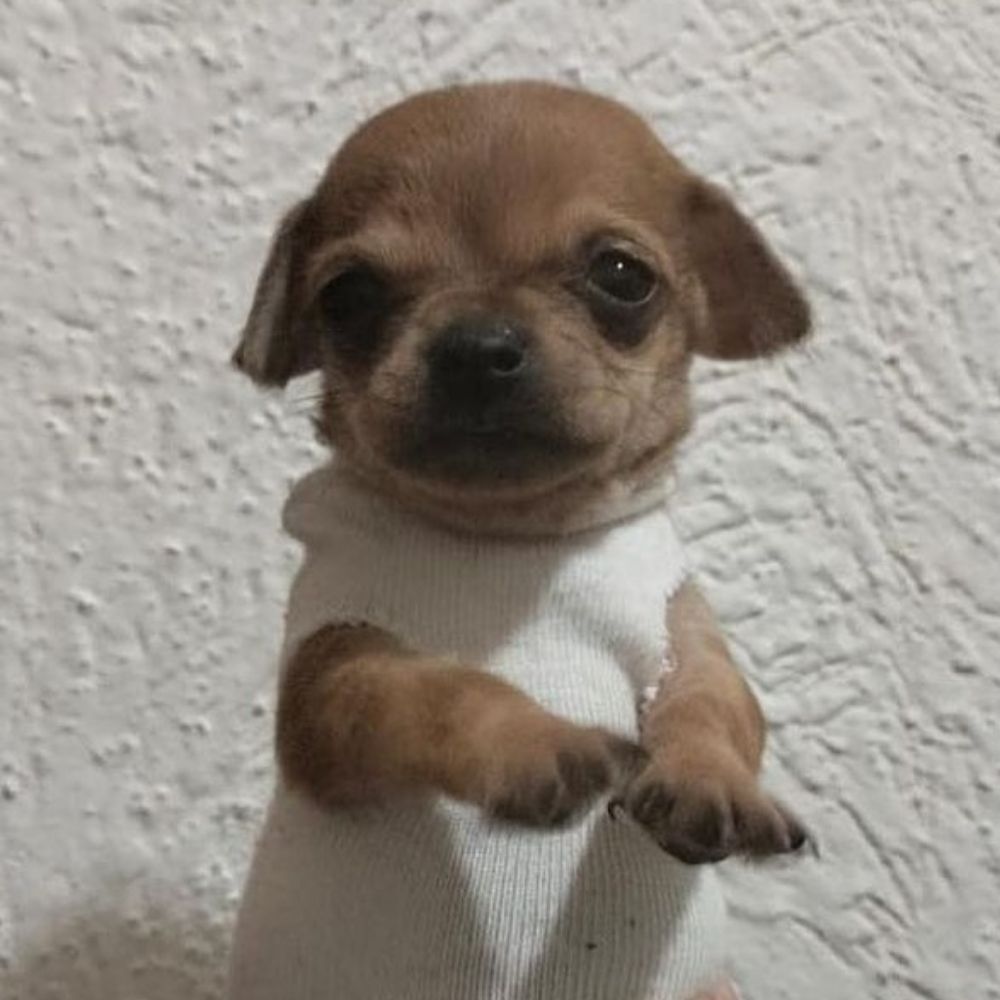 ruru