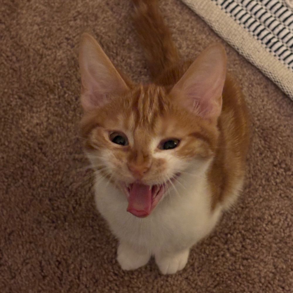 Hank The Cat
