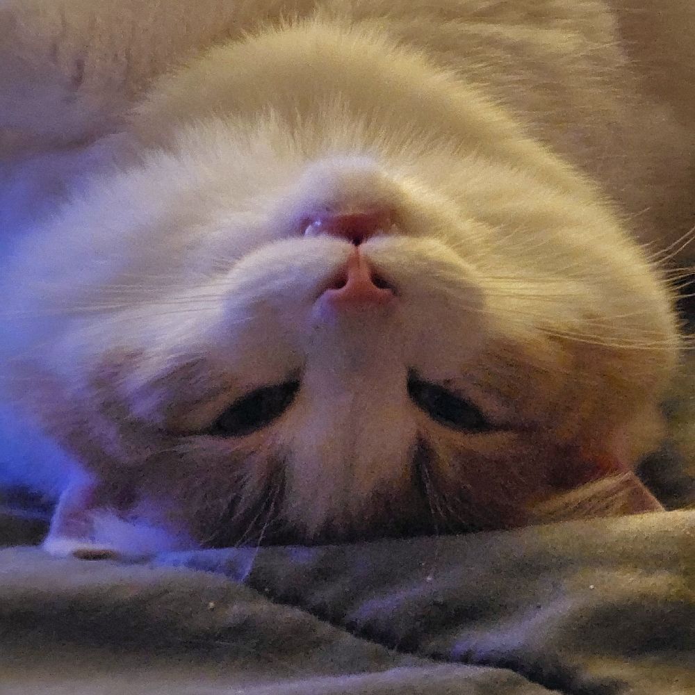 cat who is just a little guy