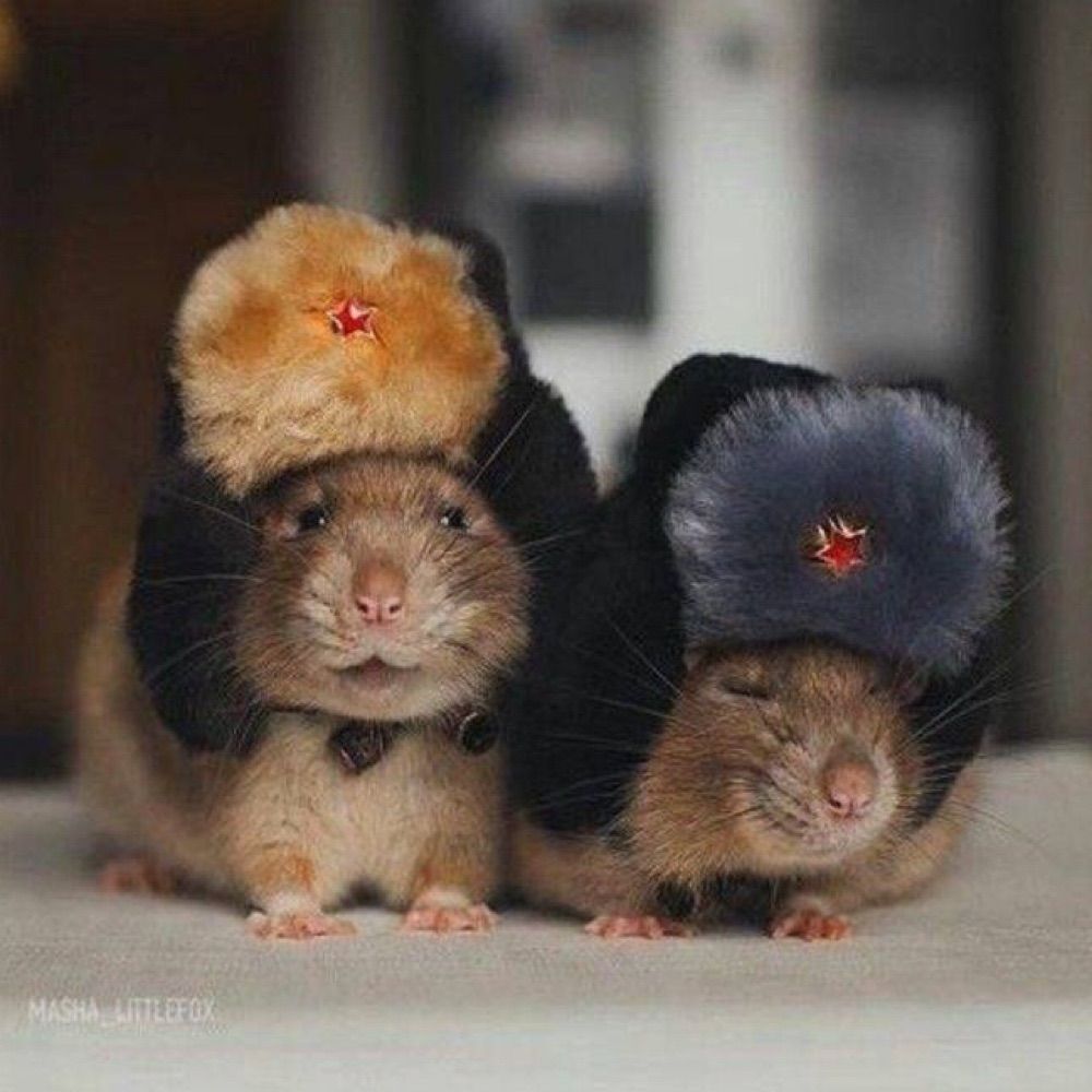 Comrade Rat