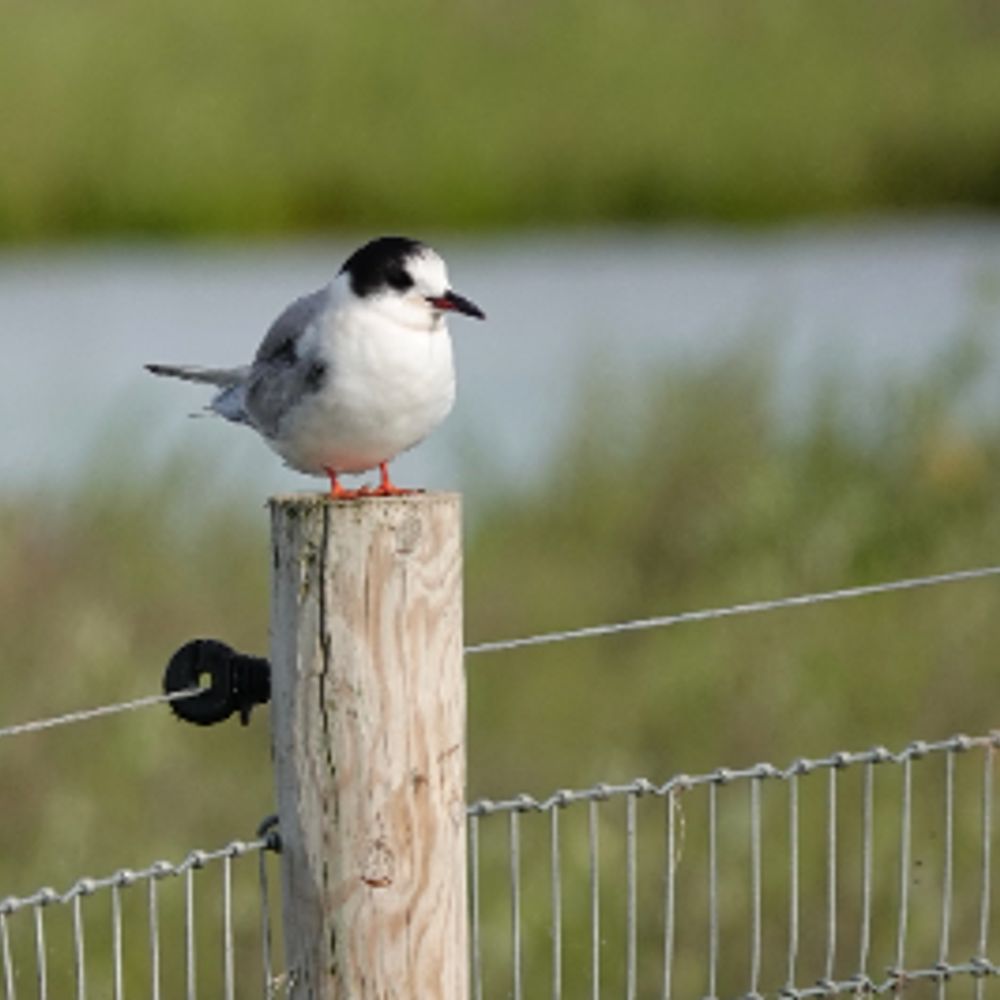 Lancashire birding