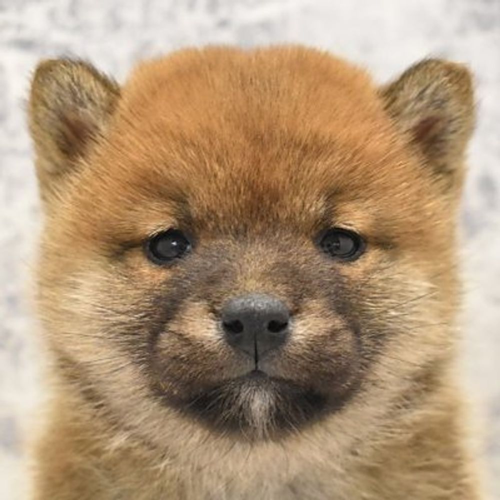 ぱぱぱ