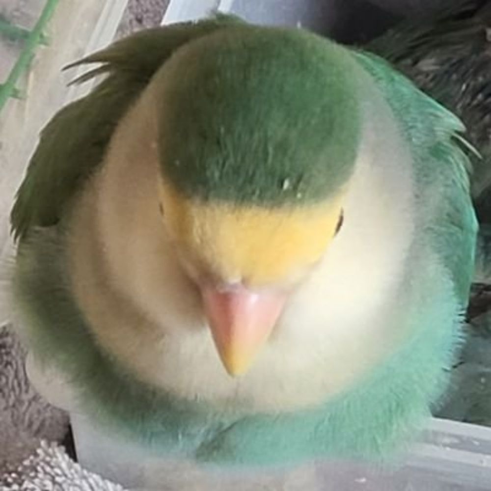 인간형똥