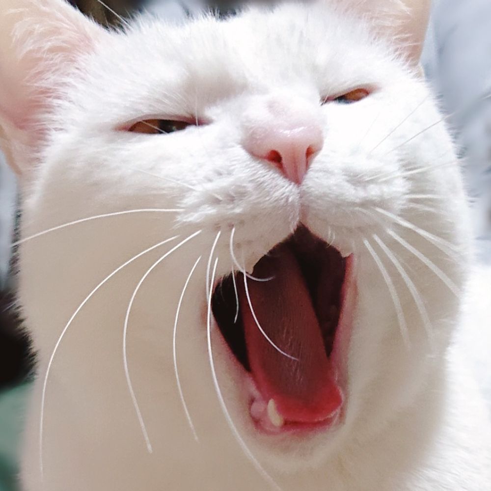 しのわた