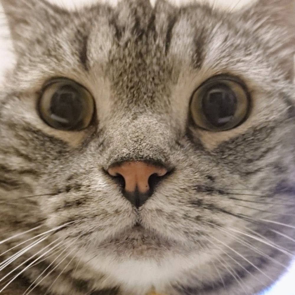 猫のしっぽ🌙🌟🌼